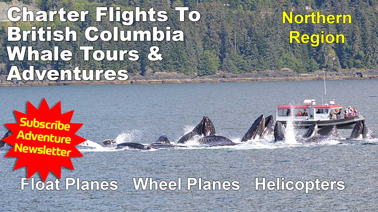 Northern B.C Whale Watching